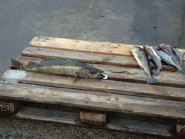 skandinavien 2010 20140115