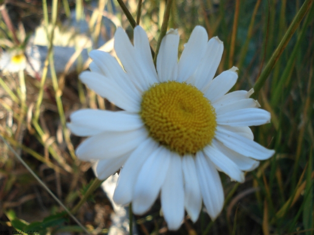 sommer08 20140115